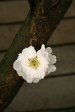 Prunus mume 'Omoi-no-mama' RCP3-10 018.jpg